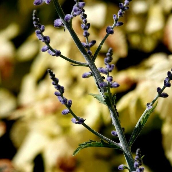 Perovskia atriplicifolia Kukka