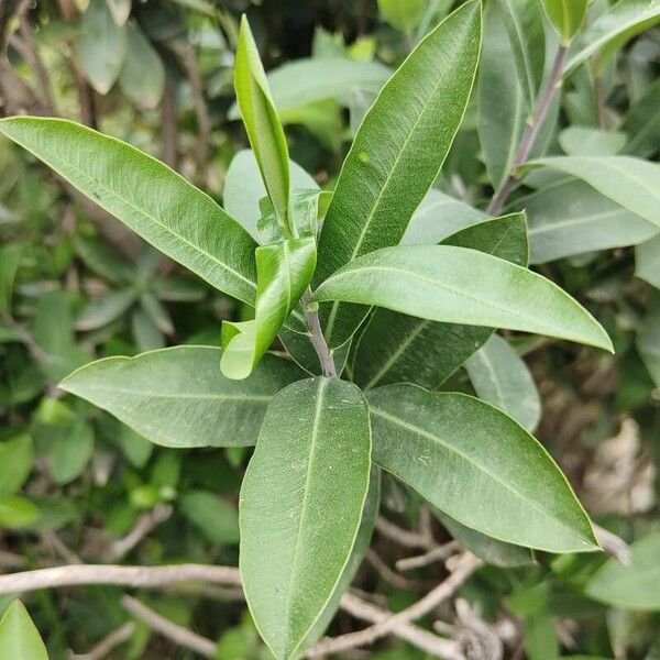 Bupleurum fruticosum Leaf