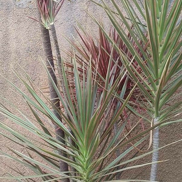 Dracaena reflexa ഇല