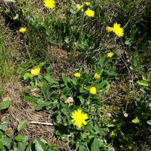 Pilosella officinarum Habitus