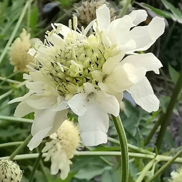 Cephalaria gigantea Fleur