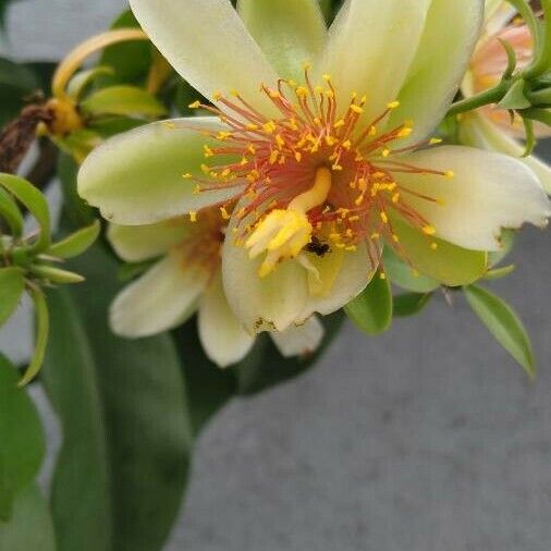 Pereskia aculeata Flower