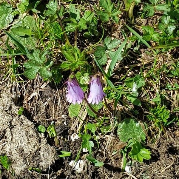 Soldanella pusilla Blüte