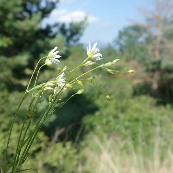 Stellaria graminea Blatt