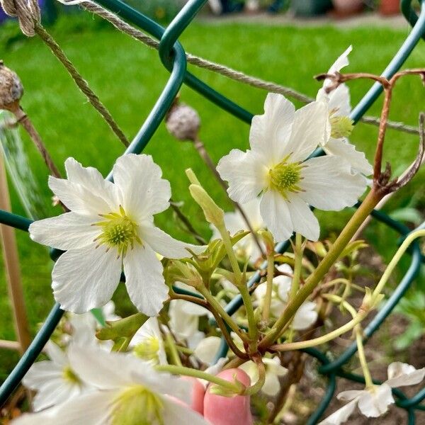 Clematis cirrhosa Flor