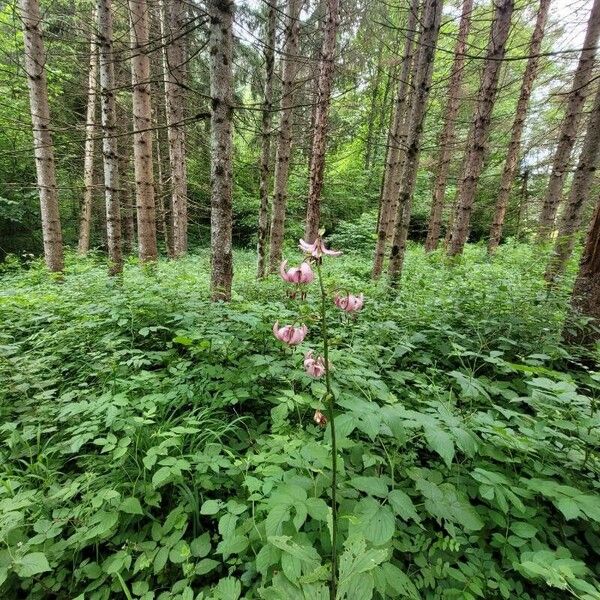 Lilium martagon Pokrój