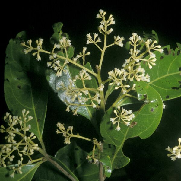 Ocotea cinerea Blodyn