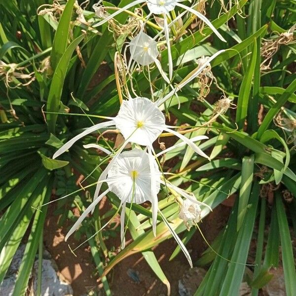 Hymenocallis littoralis ফুল