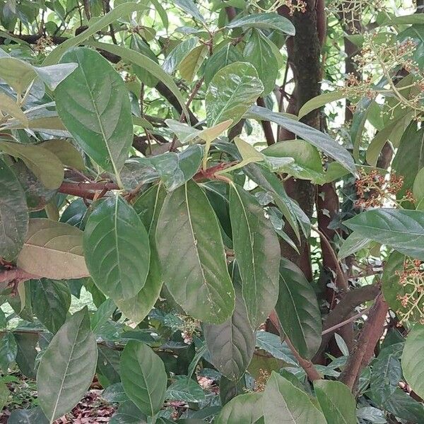 Viburnum odoratissimum Folha