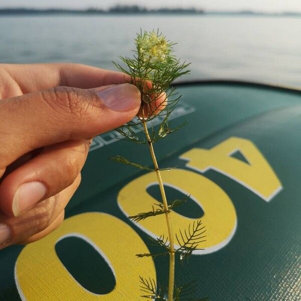 Myriophyllum sibiricum Hoja