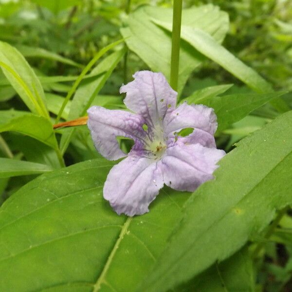 Ruellia strepens Цвят