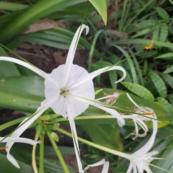 Hymenocallis littoralis Kukka