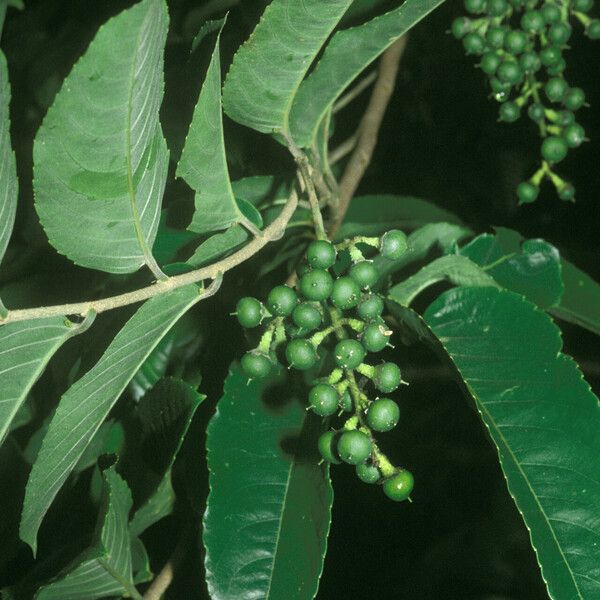 Banara guianensis Fruit