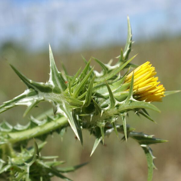 Scolymus maculatus Flower