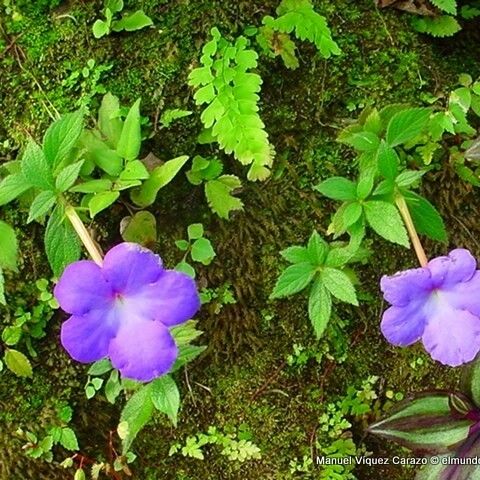 Achimenes longiflora Kwiat