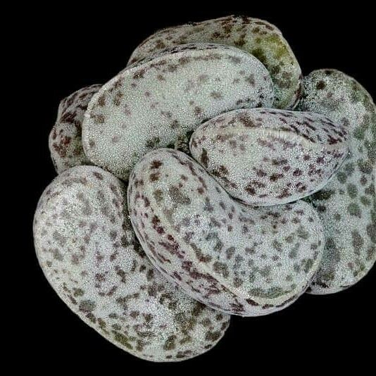 Adromischus cooperi Blatt