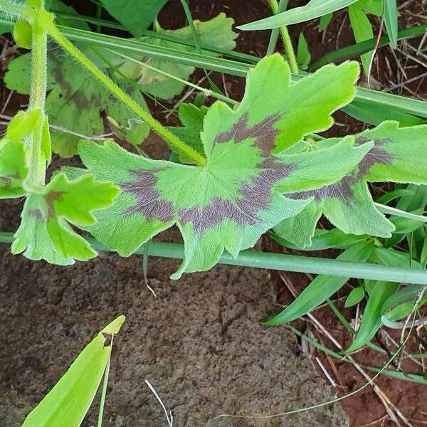 Pelargonium multibracteatum Blad