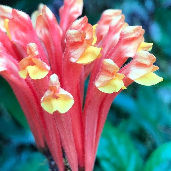Scutellaria costaricana Kvet