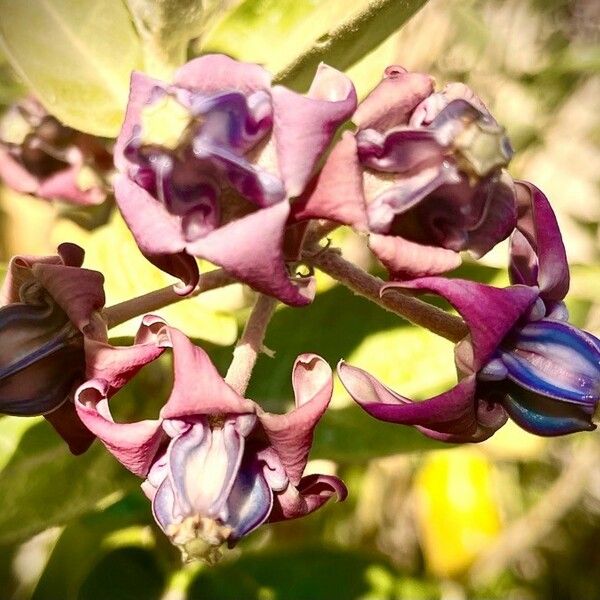 Calotropis procera Flower