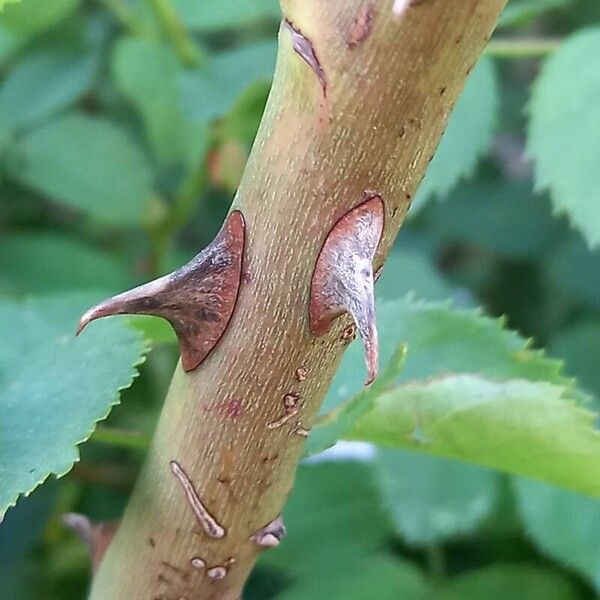 Rosa canina Bark