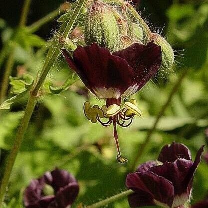 Geranium phaeum फूल