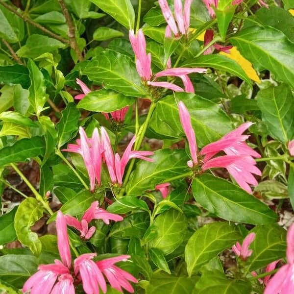 Dianthera secunda Flower