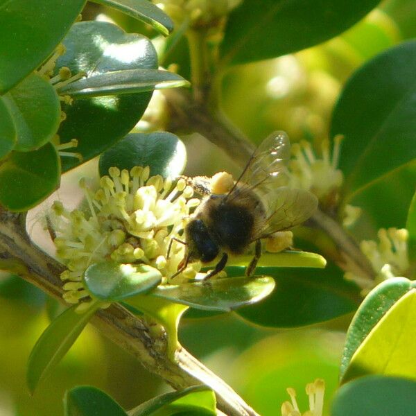 Buxus sempervirens Flower