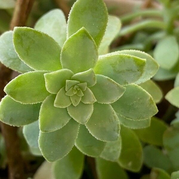 Sedum palmeri 葉