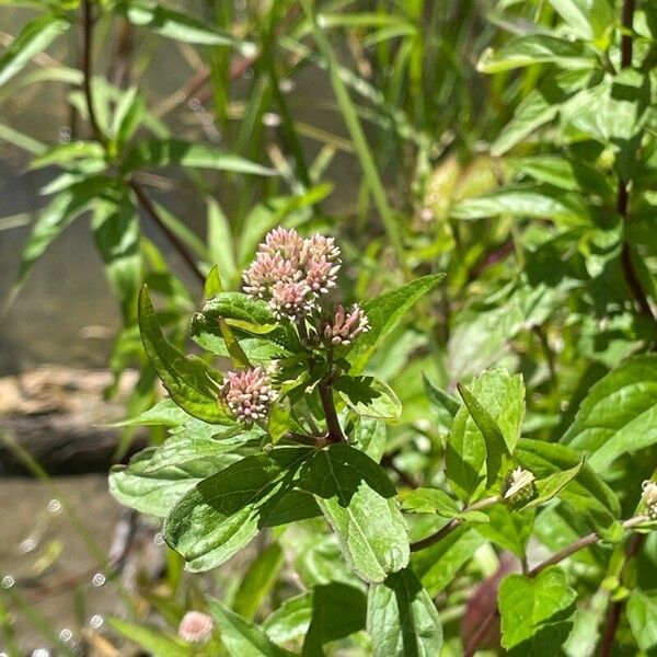 Eupatorium cannabinum Fiore