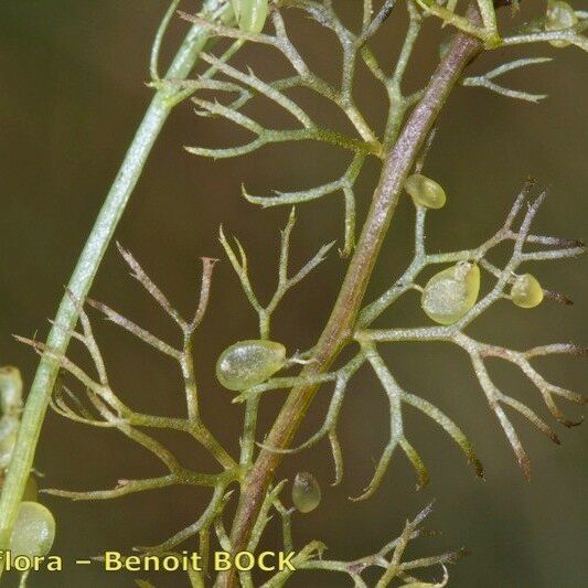 Utricularia ochroleuca Plod