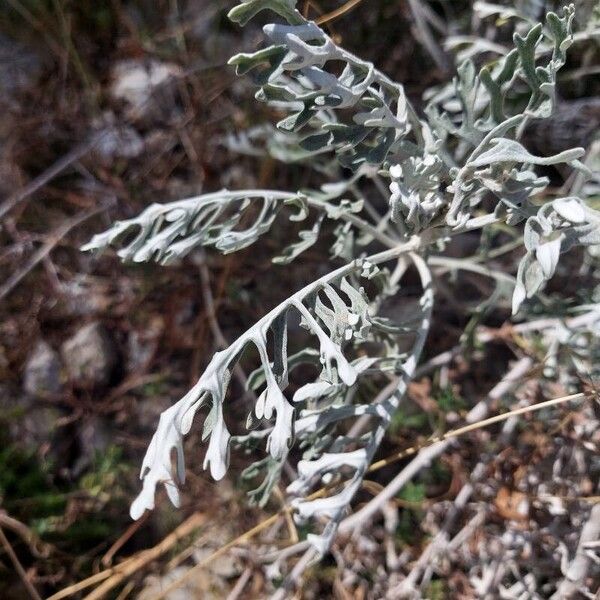 Jacobaea maritima Leaf