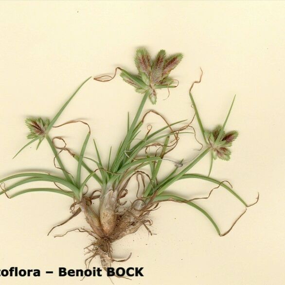 Cyperus rubicundus 其他