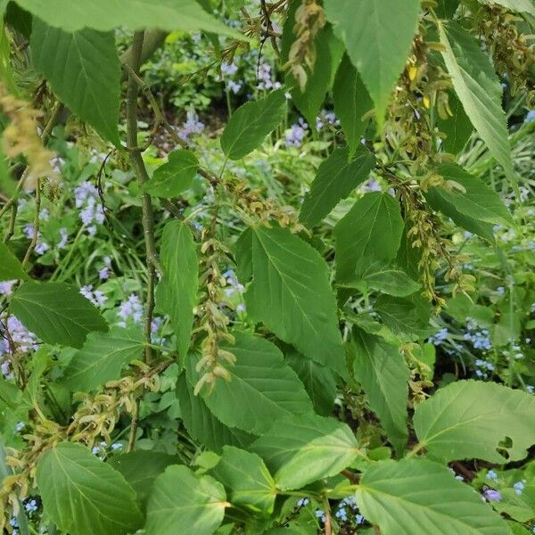 Acer davidii Blomma