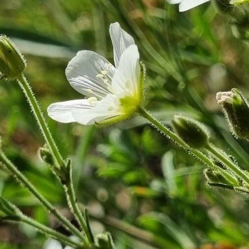 Minuartia capillacea Flower