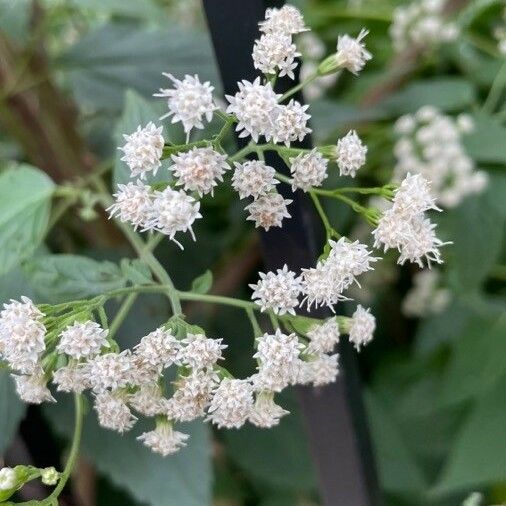 Ageratina altissima फूल