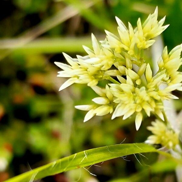 Luzula luzuloides Flower