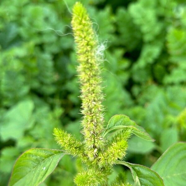 Amaranthus hybridus Virág