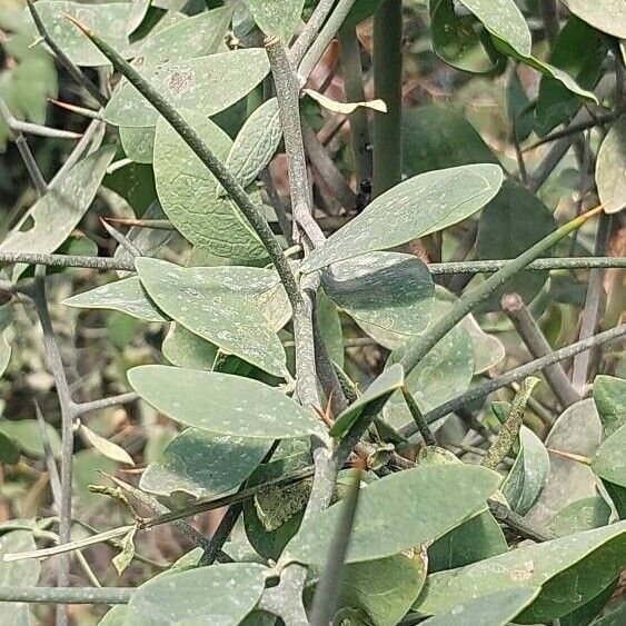 Balanites aegyptiaca Leaf