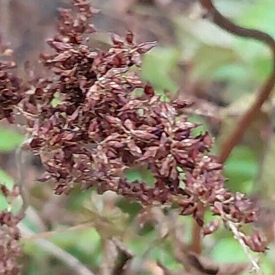 Astilbe longicarpa Плод