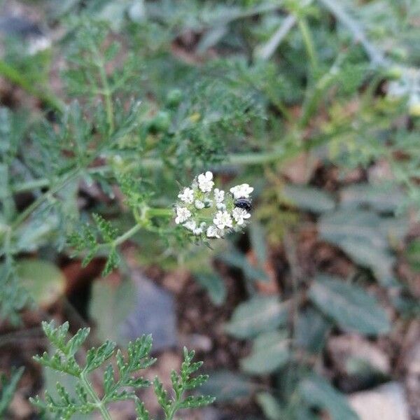 Caucalis platycarpos Fiore