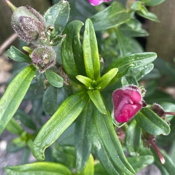 Antirrhinum australe Ліст