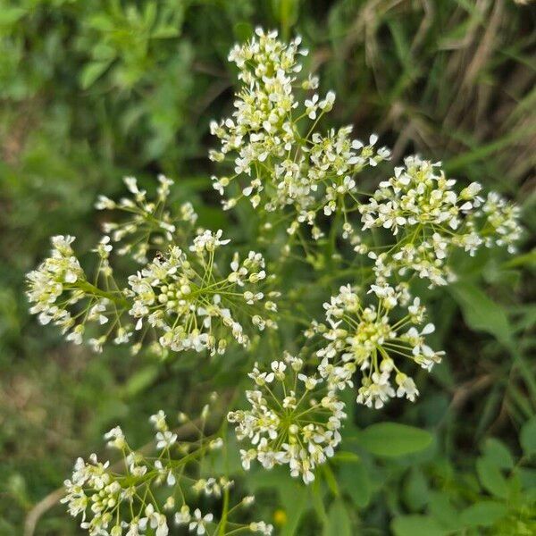 Lepidium latifolium Fleur