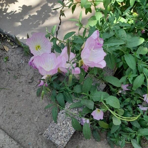 Oenothera speciosa Flor