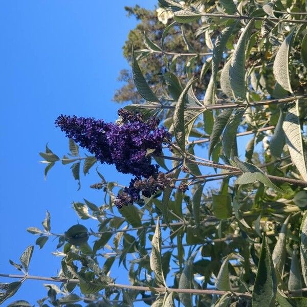 Buddleja davidii Žiedas