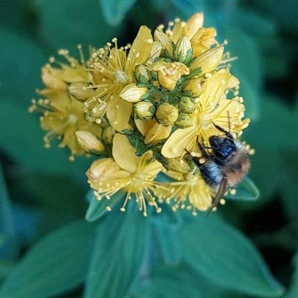 Hypericum hirsutum Flower