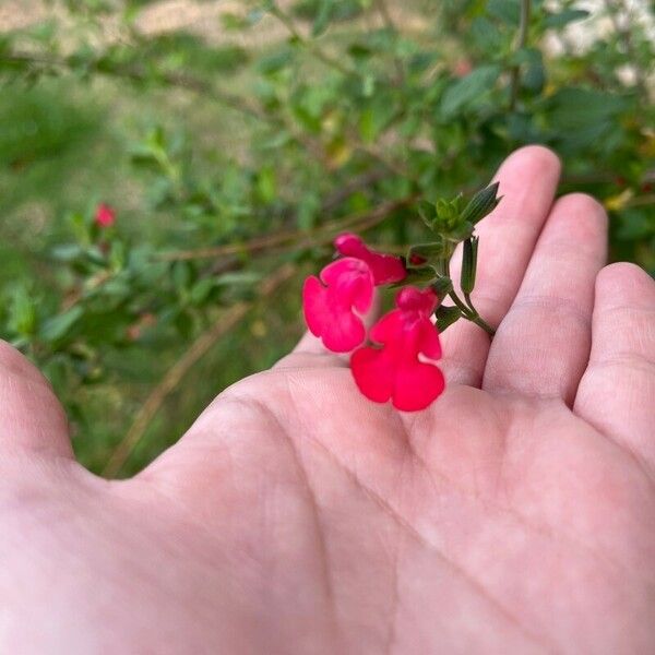 Salvia microphylla Cvet