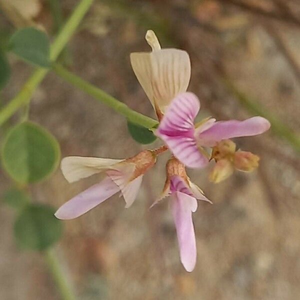Taverniera cuneifolia Flower