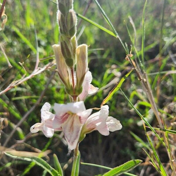 Asystasia charmian Λουλούδι