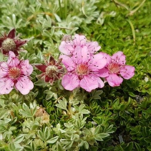 Potentilla nitida Λουλούδι