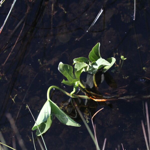 Menyanthes trifoliata Folla